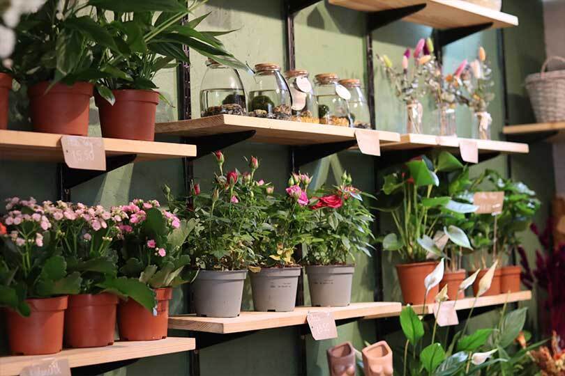 Plants