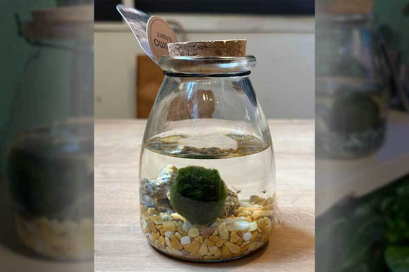 Marimo