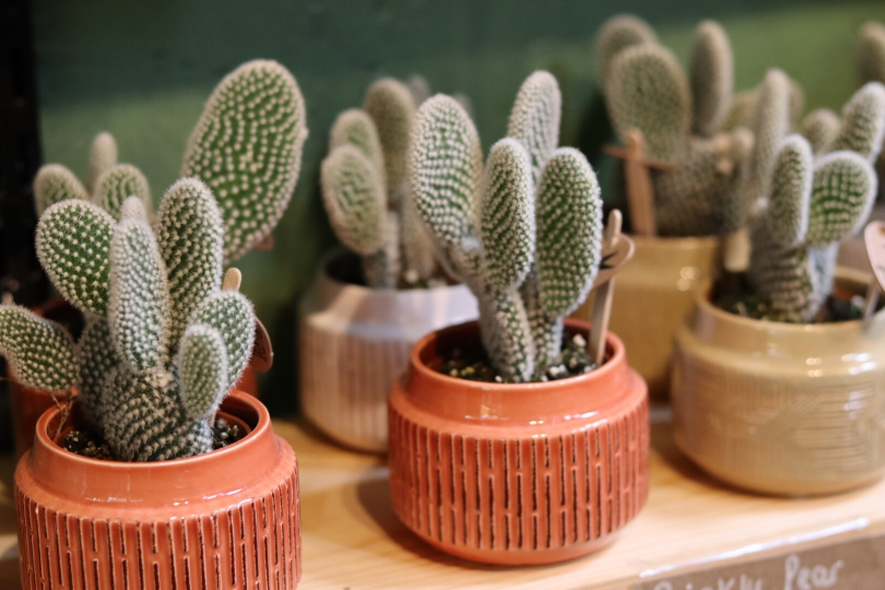 Prickly Pear Cactus