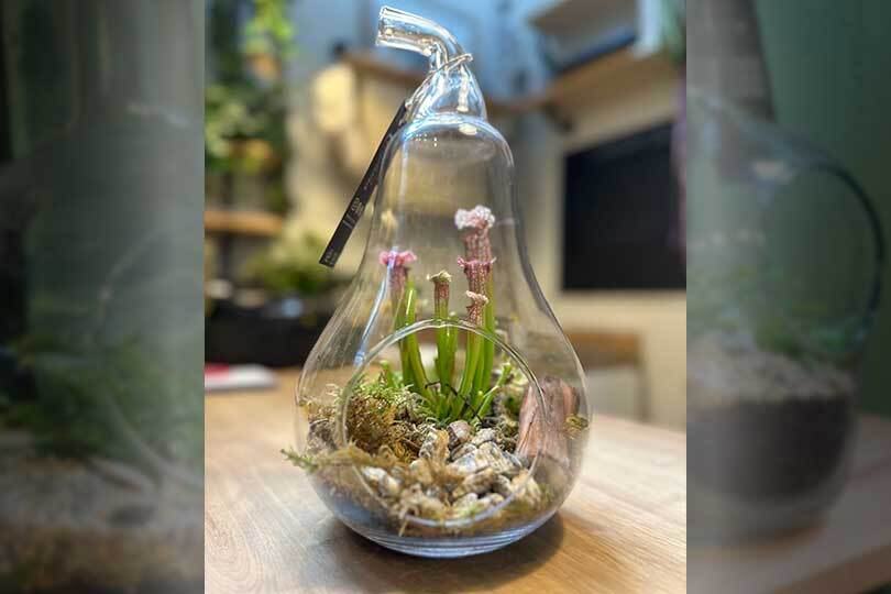 Terrarium