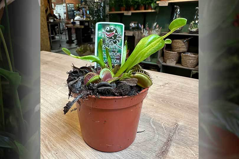 Venus Fly Trap