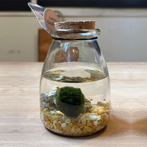 Marimo