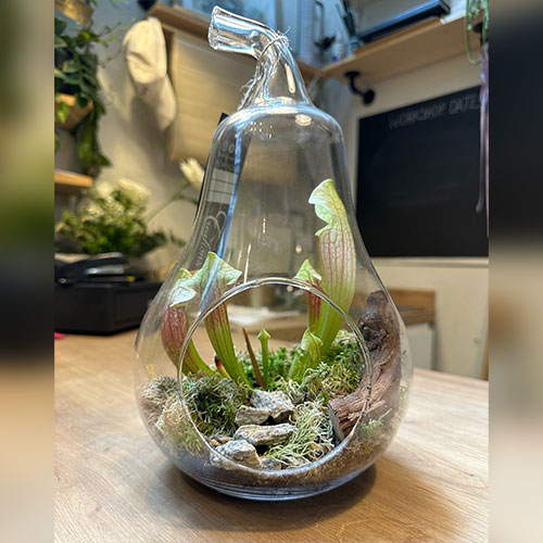 terrarium